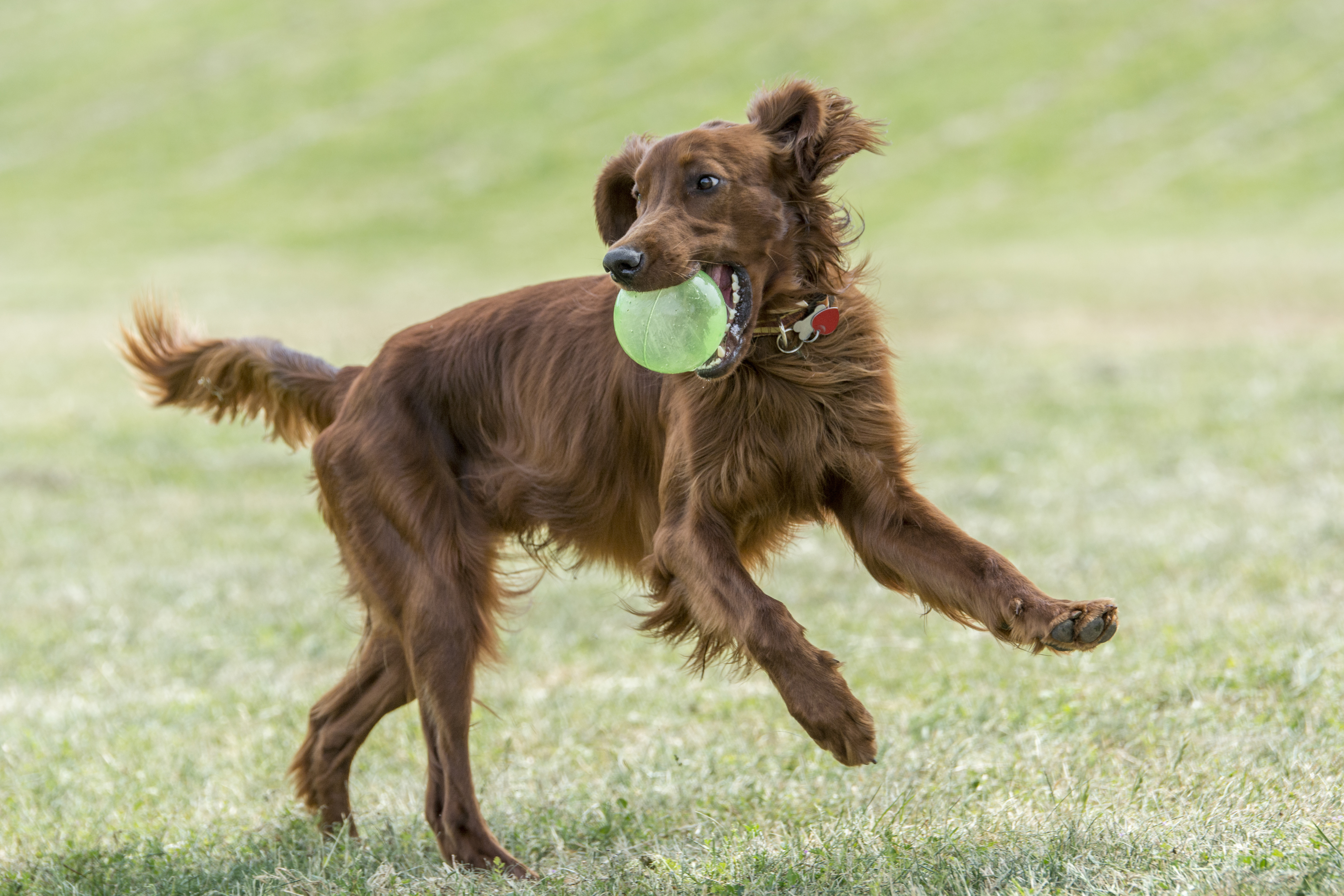 What can we learn from our animal friends? Meet Danny, the Irish Setter